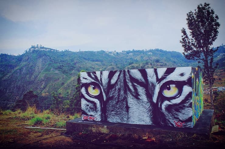 Tiger eyes on hillside block, Kodaikanal