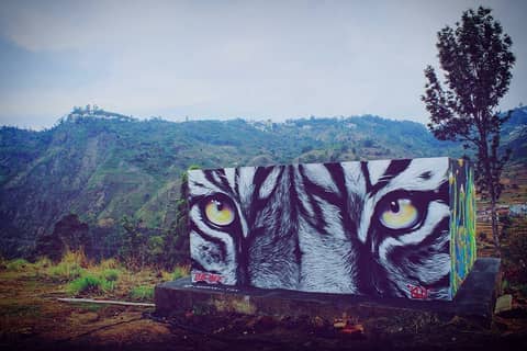 Tiger eyes on hillside block, Kodaikanal