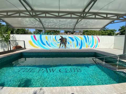 Pawclub, swimming pool dog mural, Chennai